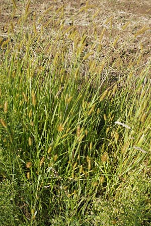 Setaria pumila \ Rote Borstenhirse, Fuchsrote Borstenhirse, D Odenwald, Juhöhe 28.8.2013