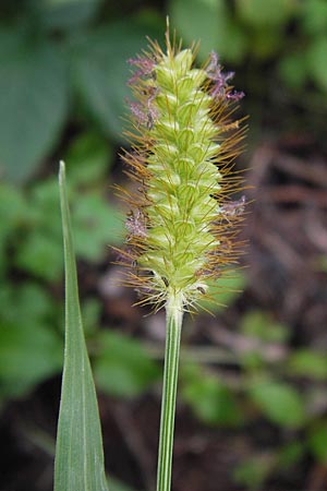 Setaria pumila \ Rote Borstenhirse, Fuchsrote Borstenhirse / Yellow Bristle Grass, D Mannheim 22.9.2013