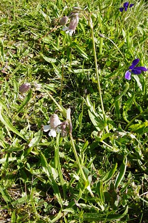 Silene vulgaris var. humilis \ Galmei-Taubenkropf-Leimkraut, D Warburg 31.5.2014