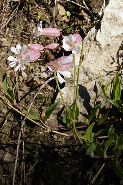 Silene vulgaris var. humilis \ Galmei-Taubenkropf-Leimkraut / Calaminarian Bladder Campion, D Warburg 31.5.2014