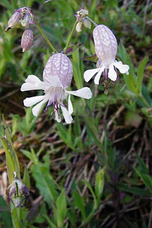 Silene vulgaris var. humilis / Calaminarian Bladder Campion, D Warburg 31.5.2014