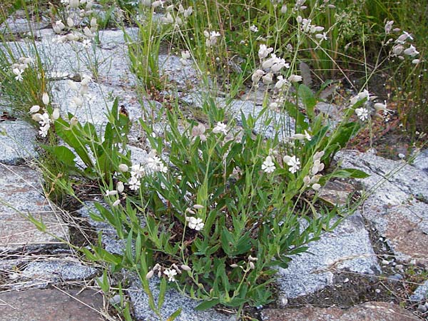 Silene vulgaris subsp. vulgaris \ Gewhnliches Leimkraut, Taubenkropf-Leimkraut / Bladder Campion, D Passau 10.6.2014