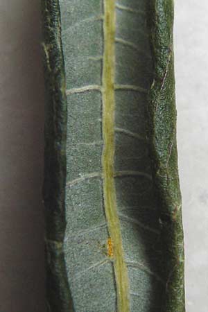 Salix viminalis / Common Osier, D Eberbach 12.10.2014