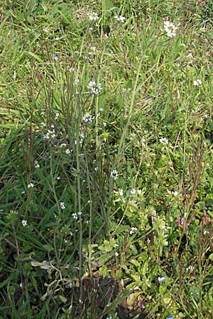 Arabidopsis thaliana \ Acker-Schmalwand / Thale Cress, D Weinheim an der Bergstraße 2.4.2007