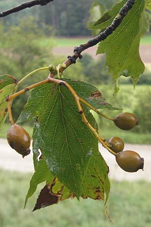 Sorbus torminalis \ Elsbeere, D Greding 5.8.2011