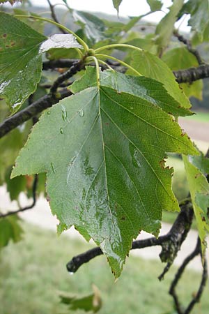 Sorbus torminalis \ Elsbeere, D Greding 5.8.2011