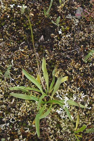 Plantago lanceolata \ Spitz-Wegerich, D Wetzlar 24.5.2014