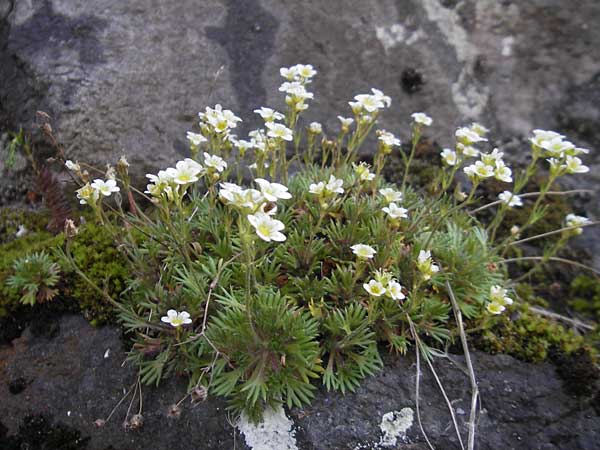 Saxifraga rosacea subsp. sponhemica \ Rheinischer Rasen-Steinbrech / Irish Saxifrage, D Idar-Oberstein 21.5.2011