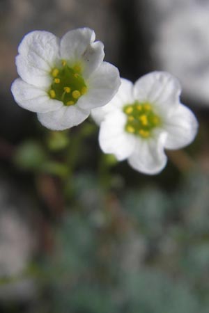 Saxifraga caesia \ Blaugrner Steinbrech / Grey Saxifrage, D Immenstadt 21.6.2011