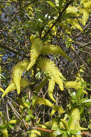 Salix alba \ Silber-Weide, D Mannheim 1.4.2012