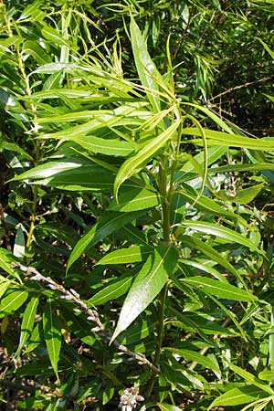 Salix udensis \ Japanische Drachen-Weide, Amur-Weide, D Gründau-Gettenbach 13.7.2013