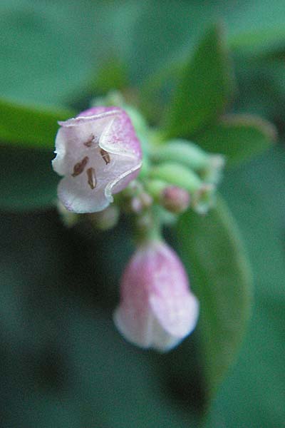 Symphoricarpos x chenaultii \ Bastard-Korallenbeere / Hybrid Coralberry, D Weinheim an der Bergstraße 24.7.2007