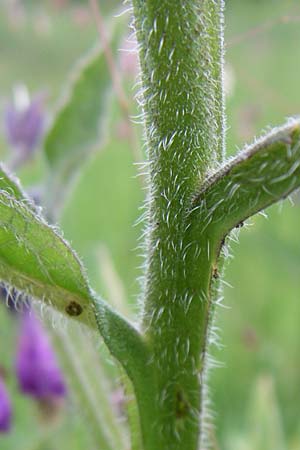 Symphytum officinale / Common Comfrey, D Hurlach 8.6.2008