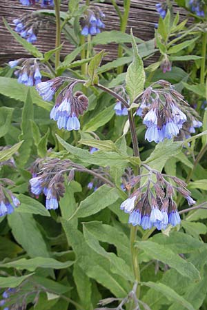 Symphytum caucasicum \ Kaukasus-Beinwell / Caucasian Comfrey, Blue Comfrey, D Krumbach 8.5.2010