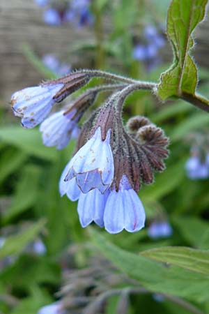 Symphytum caucasicum \ Kaukasus-Beinwell / Caucasian Comfrey, Blue Comfrey, D Krumbach 8.5.2010