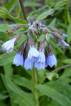 Symphytum caucasicum \ Kaukasus-Beinwell / Caucasian Comfrey, Blue Comfrey, D Krumbach 8.5.2010