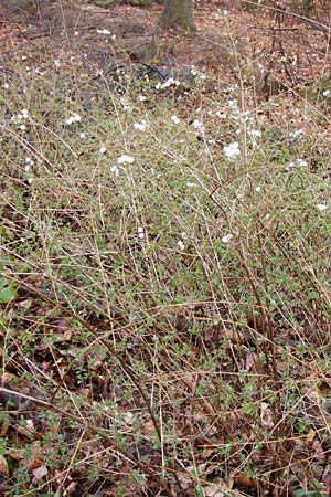 Symphoricarpos albus / Snowberry, D Heidelberg 15.3.2014