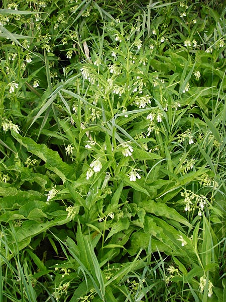 Symphytum bohemicum \ Weier Arznei-Beinwell / Bohemian Comfrey, D Oppenheim 9.8.2014