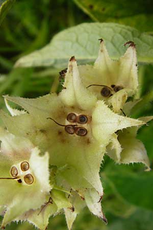 Symphytum officinale \ Gewhnlicher Arznei-Beinwell, D Groß-Gerau 23.8.2014