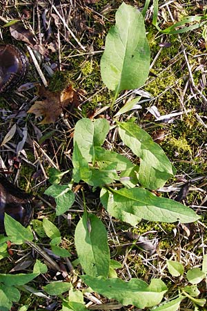 Symphytum officinale \ Gewhnlicher Arznei-Beinwell, D Ketsch 2.11.2014