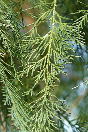 Chamaecyparis lawsoniana \ Lawsons Schein-Zypresse, D Weinheim an der Bergstraße 17.3.2009