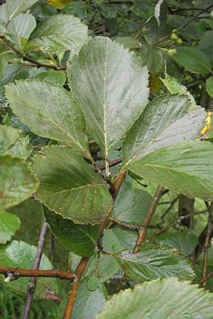 Sorbus schuwerkiorum \ Schuwerks Mehlbeere / Schuwerk's Whitebeam, D Greding 5.8.2011