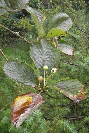 Sorbus schuwerkiorum \ Schuwerks Mehlbeere, D Greding 5.8.2011