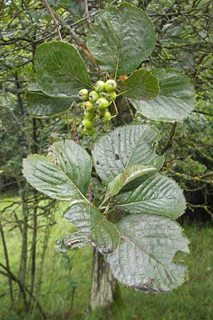 Sorbus schuwerkiorum \ Schuwerks Mehlbeere, D Greding 5.8.2011