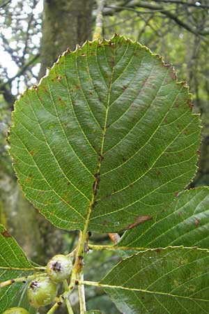 Sorbus schuwerkiorum \ Schuwerks Mehlbeere / Schuwerk's Whitebeam, D Greding 5.8.2011