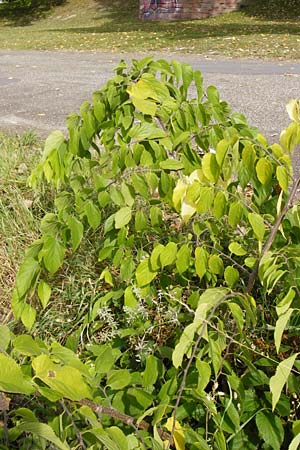 Celtis australis \ Europischer Zrgelbaum, Sdlicher Zrgelbaum / European Nettle Tree, D Mannheim 28.9.2014