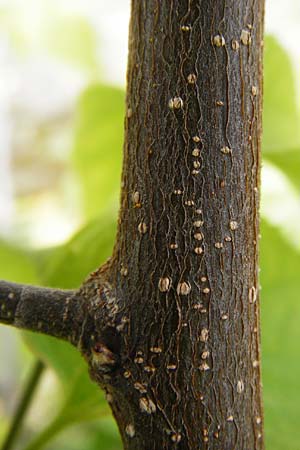 Celtis australis \ Europischer Zrgelbaum, Sdlicher Zrgelbaum, D Mannheim 28.9.2014