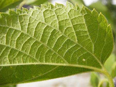 Celtis australis \ Europischer Zrgelbaum, Sdlicher Zrgelbaum, D Mannheim 28.9.2014