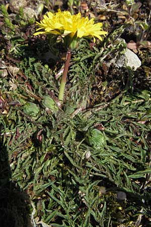 Taraxacum rubicundum \ Gerteter Lwenzahn, D Karlstadt 14.4.2007