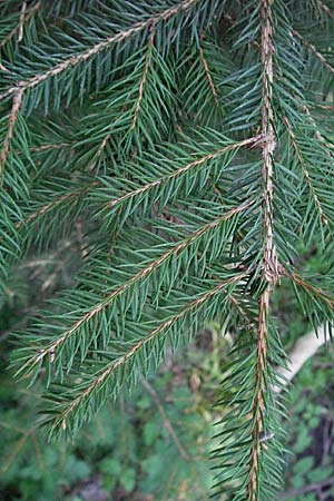 Picea abies \ Fichte, Rottanne, D Odenwald, Schönau 26.4.2007