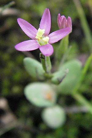 Centaurium pulchellum \ Kleines Tausendgldenkraut / Branched Centaury, D Germersheim-Lingenfeld 28.7.2007