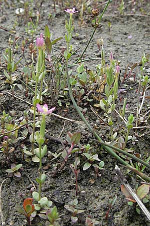 Centaurium pulchellum \ Kleines Tausendgldenkraut / Branched Centaury, D Germersheim-Lingenfeld 28.7.2007