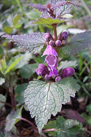 Lamium maculatum / Spotted Dead-Nettle, D Hambrücken 29.3.2008