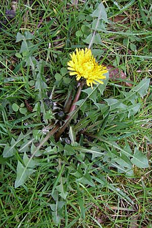 Taraxacum debrayi \ Debrays Lwenzahn / Debray's Dandelion, D Karlsruhe 19.4.2008