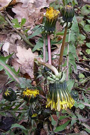 Taraxacum debrayi / Debray's Dandelion, D Karlsruhe 19.4.2008