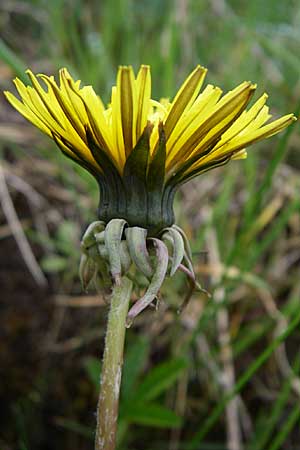 Taraxacum debrayi \ Debrays Lwenzahn / Debray's Dandelion, D Karlsruhe 19.4.2008