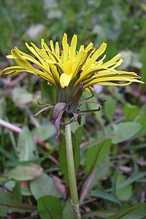 Taraxacum sect. Ruderalia \ Gewhnlicher Lwenzahn, Kuhblume / Dandelion, D Weinheim an der Bergstraße 21.4.2008