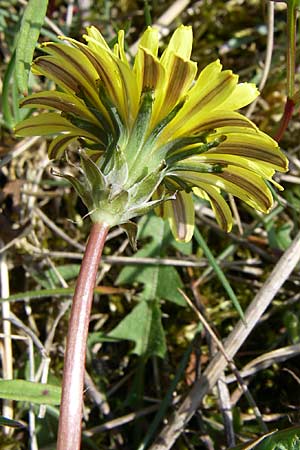 Taraxacum rubicundum \ Gerteter Lwenzahn, D Rheinhessen, Frei-Laubersheim 26.4.2008