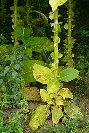 Nicotiana tabacum \ Virginischer Tabak, D Leutershausen 12.9.2008