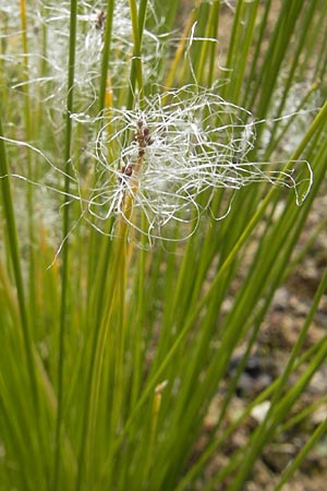 Trichophorum alpinum \ Alpen-Haarsimse / Cotton Deer Grass, D Botan. Gar.  Universit.  Tübingen 3.7.2011