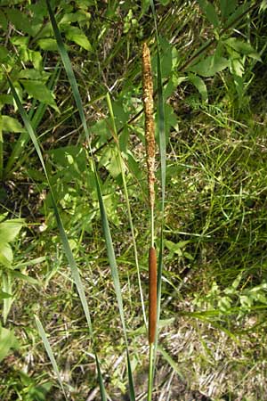 Typha angustifolia \ Schmalblttriger Rohrkolben, D Mainz 30.6.2012