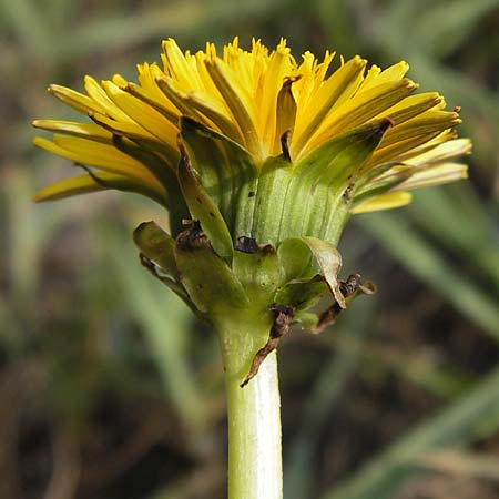 Taraxacum alatum \ Geflgelter Lwenzahn / Green Dandelion, D Bad Kreuznach 29.4.2013