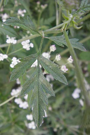 Torilis arvensis \ Acker-Klettenkerbel / Spreading Hedge Parsley, D Bruchsal 5.7.2013