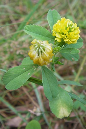 Trifolium aureum \ Gold-Klee, D Heidelberg 24.7.2013