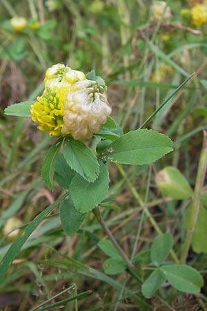 Trifolium aureum \ Gold-Klee / Golden Clover, D Heidelberg 24.7.2013