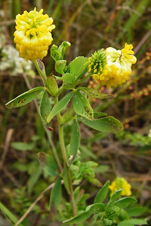 Trifolium aureum \ Gold-Klee / Golden Clover, D Gladenbach 5.7.2014